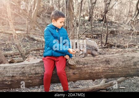 Cute kaukasischen Jungen Fütterung graues Eichhörnchen im Park. Entzückendes kleines Kind, das Futternüsse an wilde Tiere im Wald gibt. Kind lernen, die wilde Natur zu studieren Stockfoto