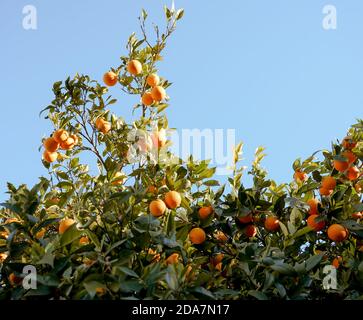 Orangenbäume Stockfoto