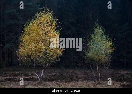 Junge Birken in schönen Herbstfarben auf einer Heide Vor dem Hintergrund eines dunklen Pinienwaldes Stockfoto