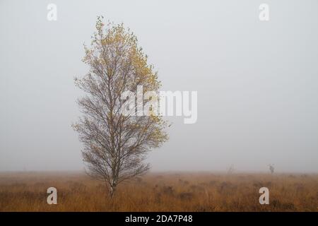 Birke in schönen Herbstfarben auf einem Feld mit Lila Moor Gras an einem nebligen Tag Stockfoto