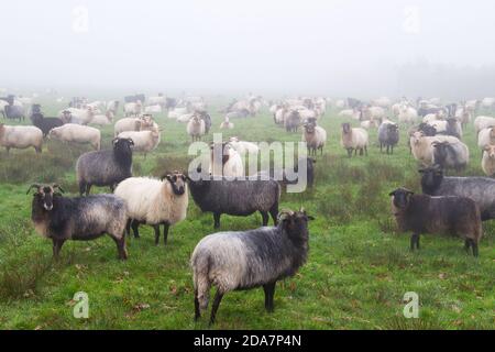 Herde von weißen und dunklen Schafen, der alten Rasse Drenthe Heide, in einer nebligen Wiese im Herbst Stockfoto