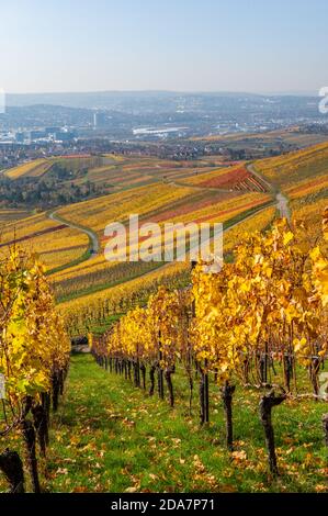 Weinberge zwischen Kappelberg und Rotenberg in Stuttgart - schöne Landschaft im Herbst - Luftbild über Neckartal, Baden-Württemberg, G Stockfoto