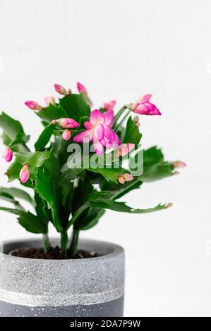 Rosa Schlumbergera, Weihnachtskaktus oder Thanksgiving Kaktus auf weißem Hintergrund. Vertikales Zuschneiden. Nahaufnahme. Stockfoto