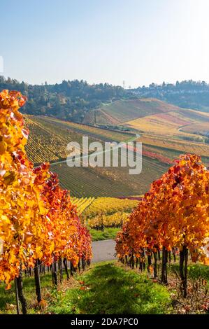 Weinberge zwischen Kappelberg und Rotenberg in Stuttgart - schöne Landschaft im Herbst - Luftbild über Neckartal, Baden-Württemberg, G Stockfoto