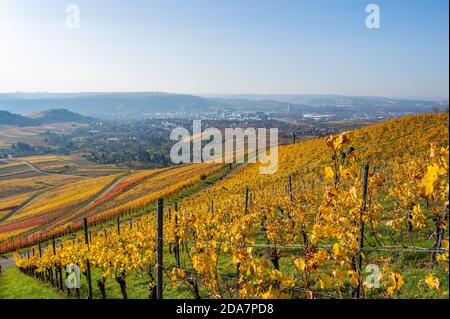 Weinberge zwischen Kappelberg und Rotenberg in Stuttgart - schöne Landschaft im Herbst - Luftbild über Neckartal, Baden-Württemberg, G Stockfoto