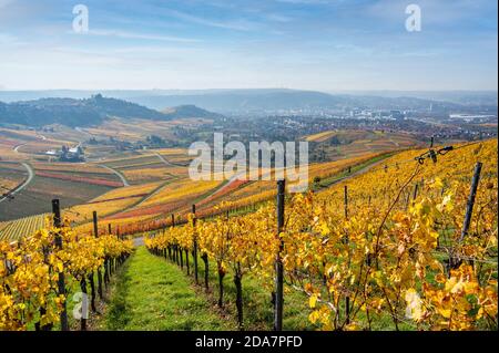 Weinberge zwischen Kappelberg und Rotenberg in Stuttgart - schöne Landschaft im Herbst - Luftbild über Neckartal, Baden-Württemberg, G Stockfoto