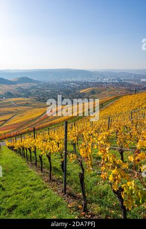 Weinberge zwischen Kappelberg und Rotenberg in Stuttgart - schöne Landschaft im Herbst - Luftbild über Neckartal, Baden-Württemberg, G Stockfoto