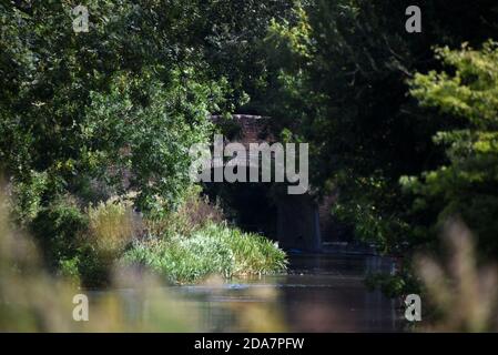 Eine alte Backsteinbrücke über den schönen Basingstoke Canal Ein Sommertag in der Nähe von Odiham in Hampshire Stockfoto