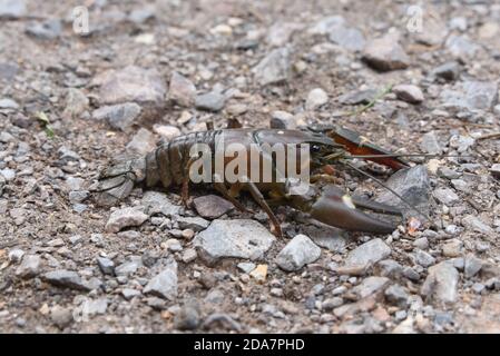 Ein invasiver amerikanischer Signalkrebse, der auf dem Treidelpfad entlang des Basingstoke Canal in Surrey gesichtet wurde. Diese verursachen eine Menge Schaden an Kanal und Flussufern Stockfoto