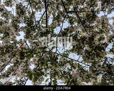 Kirschblütenbaum gegen den Himmel von unten an einem sonnigen Frühlingstag genommen. Stockfoto