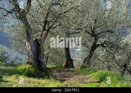 Typische alte Bäume eines Olivenhains in der toskana Landschaft in der Nähe von arezzo Stockfoto