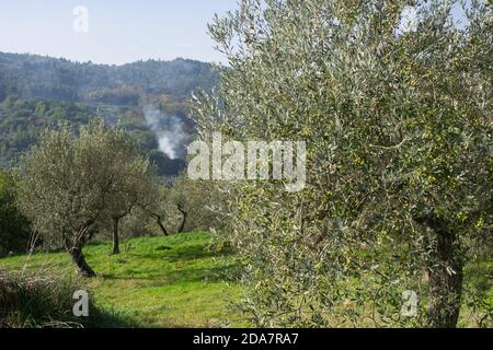 Typische alte Bäume eines Olivenhains in der toskana Landschaft in der Nähe von arezzo Stockfoto