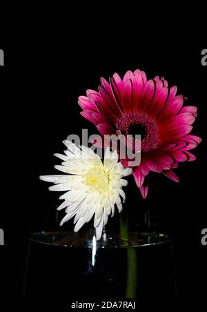 Rosa und weiße Blume vor schwarzem Hintergrund. Stockfoto