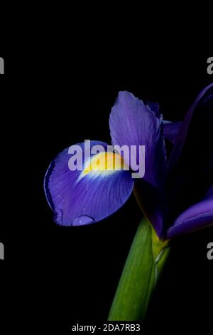 Zwerg Iris mit einem Wassertropfen auf Blütenblatt. Stockfoto