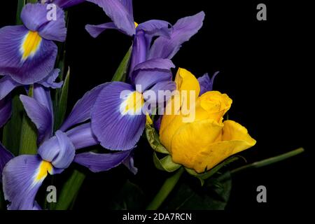 Rose mit violetten Blüten und Blättern mit schwarzem Hintergrund Stockfoto