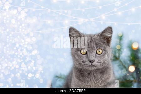 Kleine niedliche graue Kätzchen britische Katze auf dem Hintergrund des Weihnachtsbaums. Weihnachten Hintergrund mit Girlande Lichter. Speicherplatz kopieren. Stockfoto