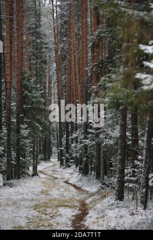 Spätherbst im Wald. Ein Pfad zwischen hohen Bäumen. Stockfoto