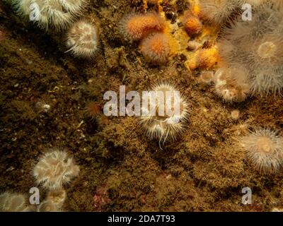 Seeanemone, Protanthea simplex, ist in tiefem Wasser vor den Küsten Nordwesteuropas zu finden. Bild von den Wetterinseln, Westschweden Stockfoto