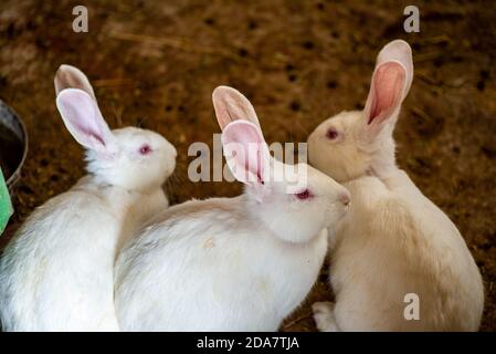 Weiße Kaninchen mit roten Augen Stockfoto