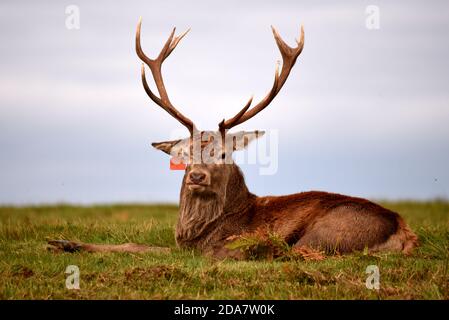 Ein Hirsch, der sich hinlegt und direkt auf die Kamera schaut Auf diesem Foto, das während der Brunftzeit aufgenommen wurde Stockfoto