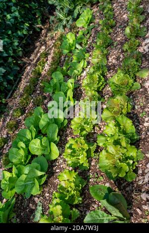 Wachsende luttaga Plantage für die Nahrungsmittelnutzung für den Hausgebrauch Stockfoto