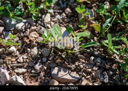 terni italien september 07 2020:polymmatus iacarus Schmetterling sitzt auf dem Boden sehr häufig in Feldern Stockfoto