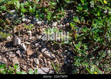 terni italien september 07 2020:polymmatus iacarus Schmetterling sitzt auf dem Boden sehr häufig in Feldern Stockfoto