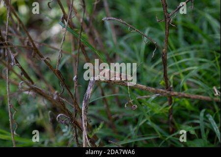 Ein oedipoda caerulescens auf der Vegetation in der Sommerperiode Stockfoto