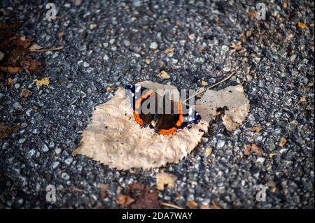 Vulkan Schmetterling sitzt auf einem trockenen Blätter im Herbst Stockfoto