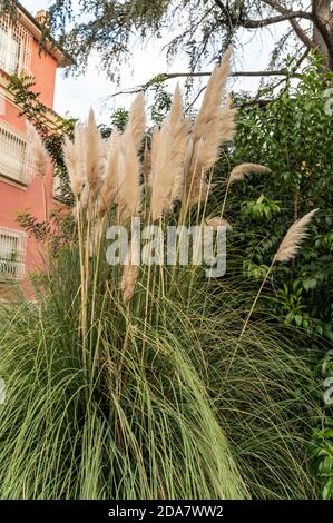 pampas Pflanze mit ihren Federn in der Stadt auf gelegt Ein Blumenbeet Stockfoto