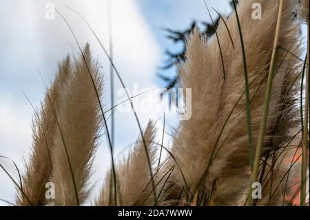 pampas Pflanze mit ihren Federn in der Stadt auf gelegt Ein Blumenbeet Stockfoto