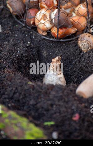 Herbstgarten arbeitet, Pflanzen im Boden Frühling Blumen Tulpen und Narzissen Stockfoto