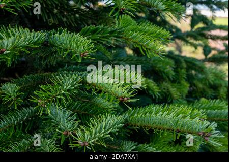 Plantage von immergrünen nordmann Tannen, weihnachtsbaum wächst vor der Tür in der Nähe uo Stockfoto