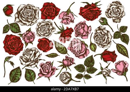 Vektor-Set von handgezeichneten farbigen Rosen Stock Vektor