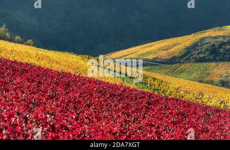 Rot-gelb gefärbte Weinberge an Hängen im Weinanbaugebiet im Ahrtal bei Mayschoss im Herbst, Eifel, Rheinland-Pfalz, Deutschland Stockfoto