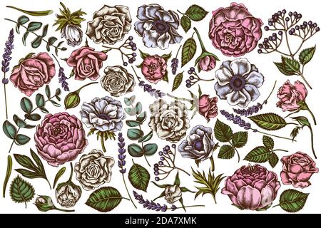 Vektor-Set von handgezeichneten farbigen Rosen, Anemone, Eukalyptus, Lavendel, Pfingstrose, Viburnum Stock Vektor