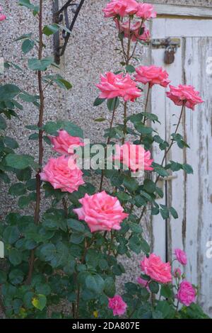 Rosa Rosen im Garten Stockfoto