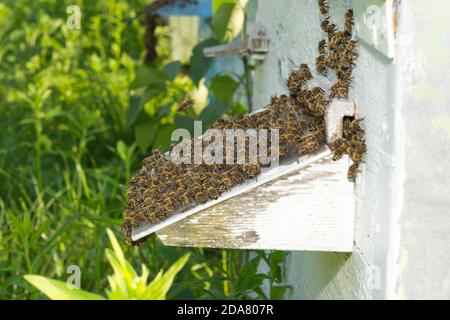 Die Bienen neben dem Bienenstock Stockfoto