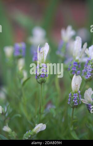 Lavandula Stoechas Viridis "Ballerina". Lavendel Blume Stockfoto