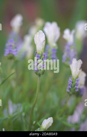 Lavandula Stoechas Viridis "Ballerina". Lavendel Blume Stockfoto