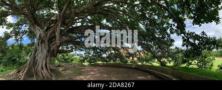 Panorama des Ficus-Baumes - Gameleira ou Figueira-Brava. Stockfoto