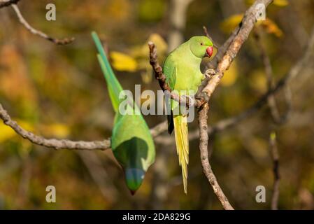 Grüner Feral-Sittich in einem Londoner Park im Herbst heller sonniger Tag. Ringhals-Sittich, auch Rosenberingsittich genannt. In einem Baum Stockfoto