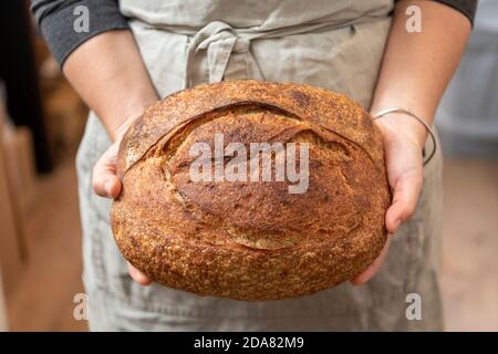 Ein handgemachter Sauerteig Brot in der gehalten Hände einer Frau, die eine Schürze trägt Stockfoto
