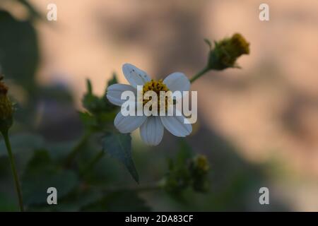 Frische Blume, EIN Blick auf schöne Blume. Die Schönheit der Blume. Stockfoto