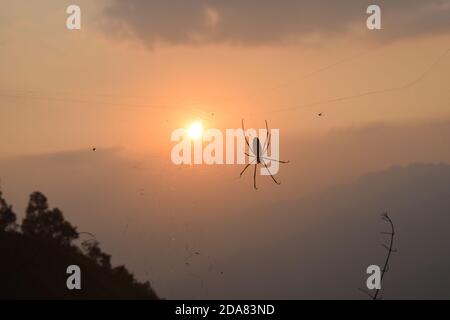 Foto des Sonnenuntergangs mit Spinne und Spinnenfrauen Stockfoto