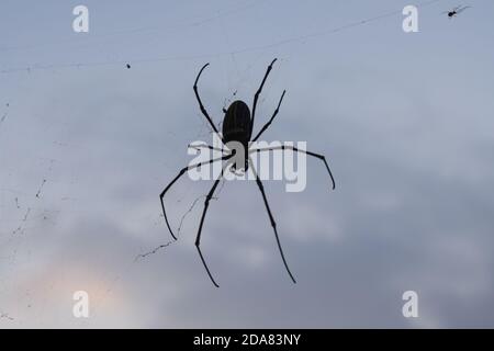 Foto des Sonnenuntergangs mit Spinne und Spinnenfrauen Stockfoto