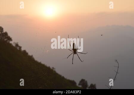 Foto des Sonnenuntergangs mit Spinne und Spinnenfrauen Stockfoto