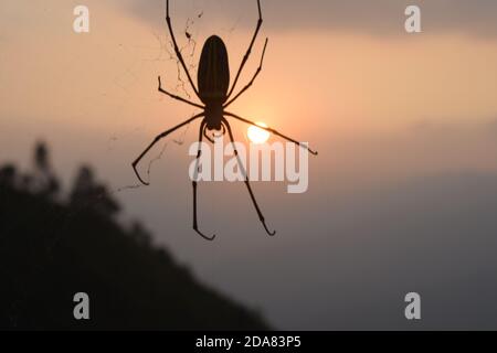 Foto des Sonnenuntergangs mit Spinne und Spinnenfrauen Stockfoto