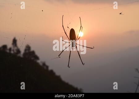 Foto des Sonnenuntergangs mit Spinne und Spinnenfrauen Stockfoto