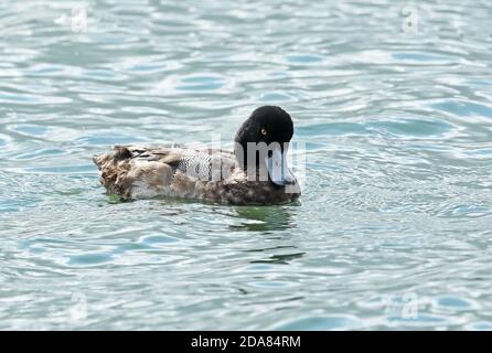 Großskaup (Aythya marila nearctica) erstes Wintermännchen, das sich in das Erwachsene Gefieder hineinmausiert Choshi, Chiba Präfektur, Japan Februar Stockfoto